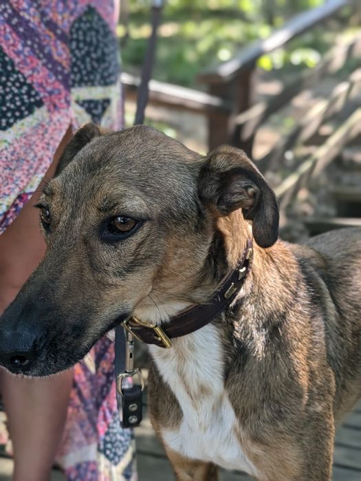 Przepiękny Pesto w typie charta szuka domu! Adopcja
