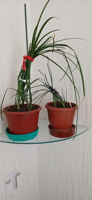 Цветок Земфирантес