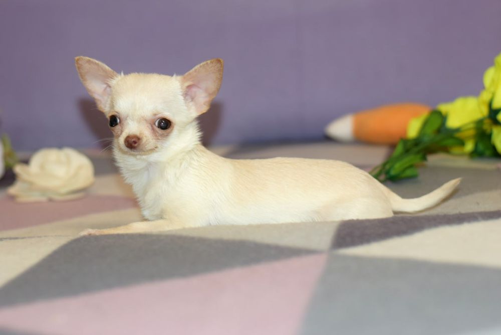 Микро мини девочка чихуахуа
