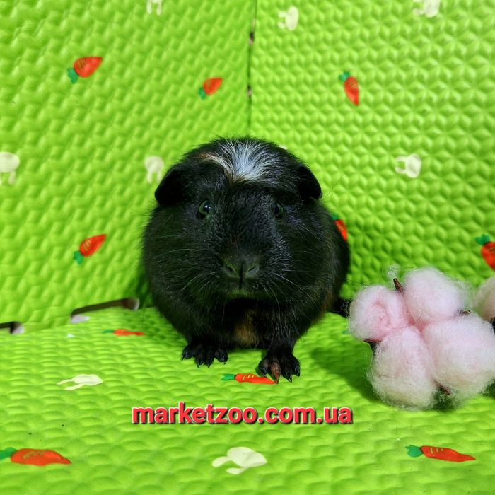 Рідкісний окрас породи кольоровий крестед,дівчинка!!!