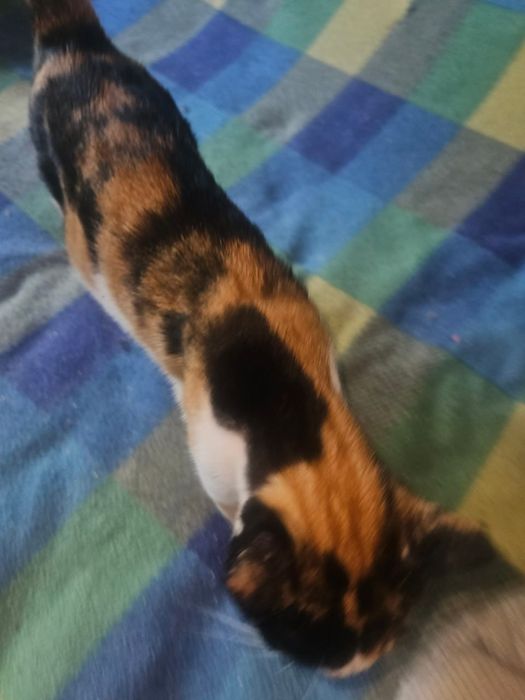 Отдам даром в добрые руки трехцветную кошечку