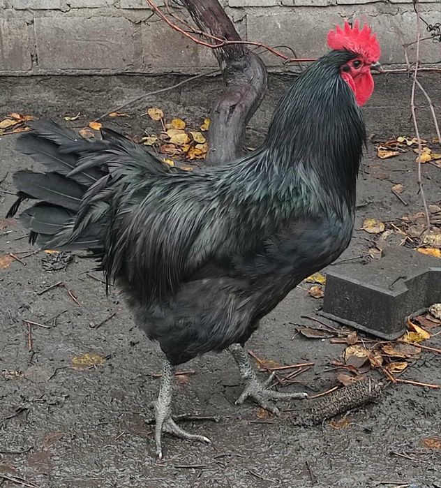 Australorp,legbar, araukany kogut