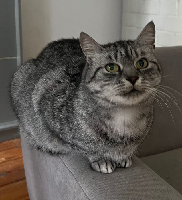 Kot do adopcji. Kotka srebrna whiskas