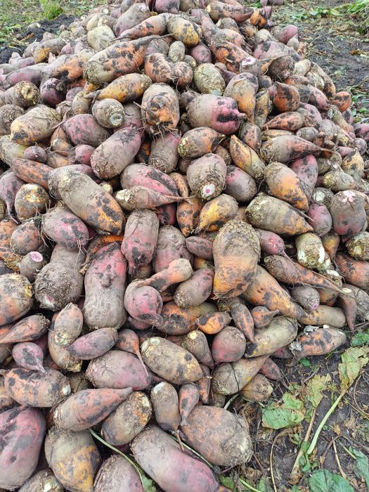 Продам кормовий  буряк