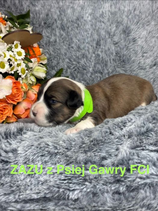 Hawańczyk ZkwP szczenięta