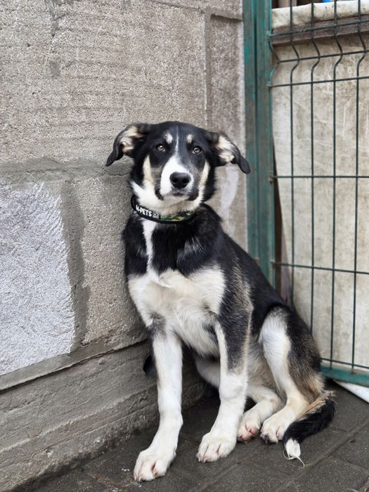 Герда, ніжна красуня, слухняна, найкраща!