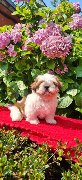 Piesek Shih Tzu ZKwP