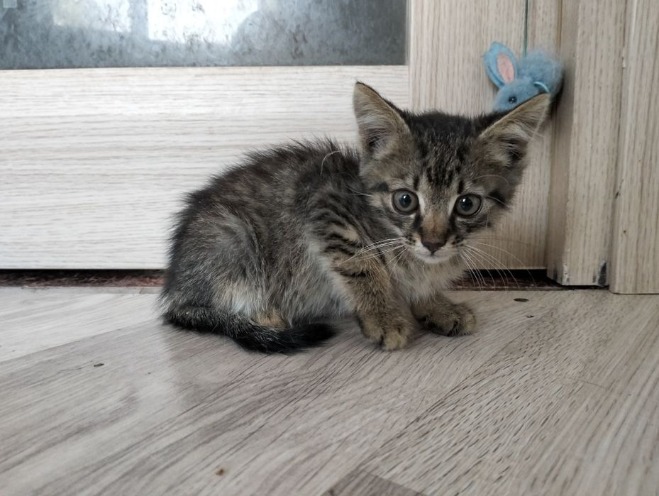 Кошеня добрі руки