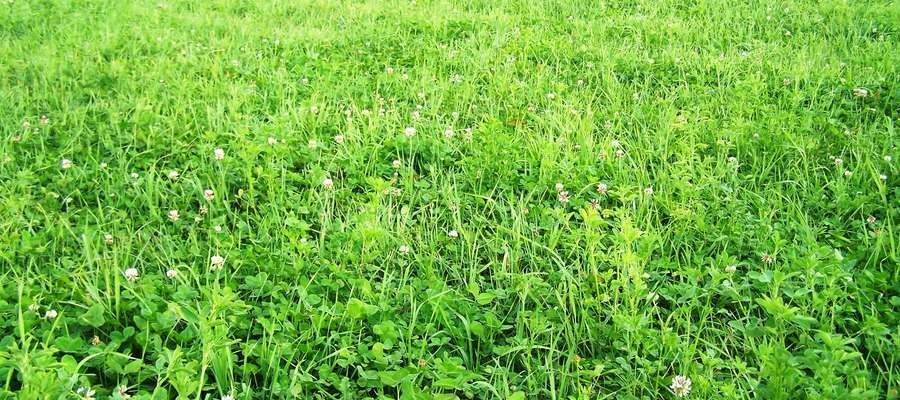 Nasiona na cele paszowe, nasiona traw
