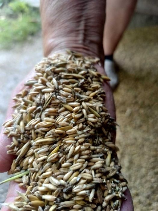 Sprzedam owies bezłuskowy  100 zł