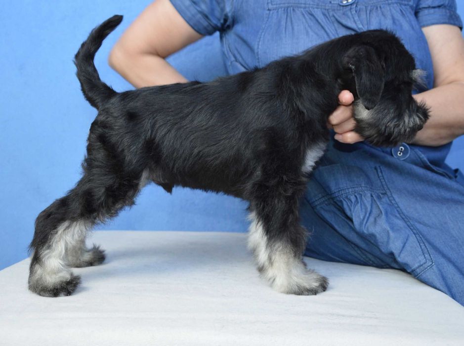 Щенки. Цвергшнауцер. Окрас черный с серебром.