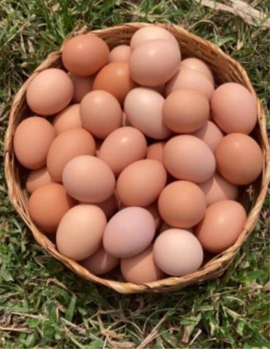 Ovos Galinha Caseiros