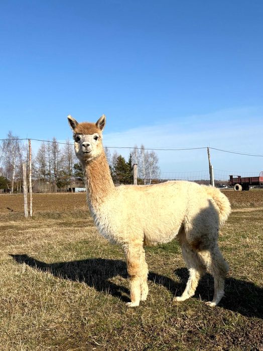 Alpaka - młoda samica