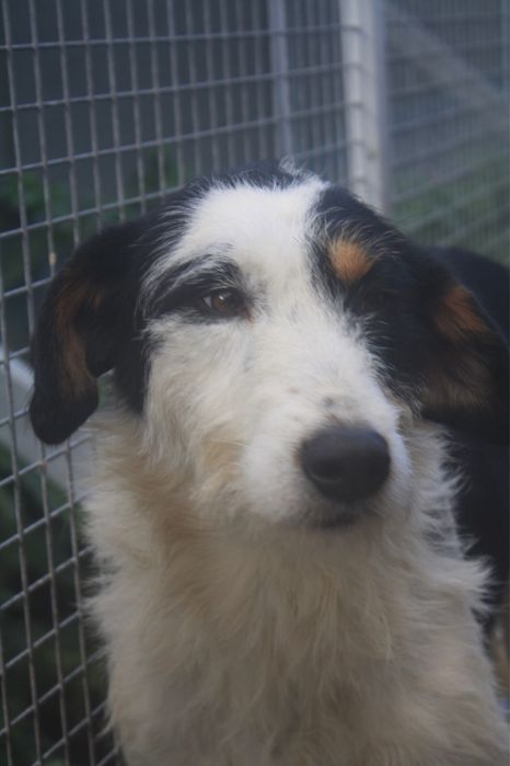 Dogos macho jovem de porte grande