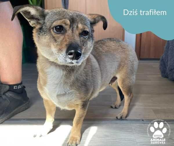 Znaleziono psa - Bolszewo/Wejherowo k. Dąbrówki