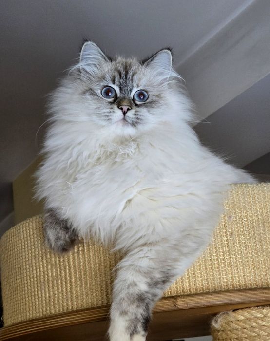 Koteczka syberyjska, neva masquerade