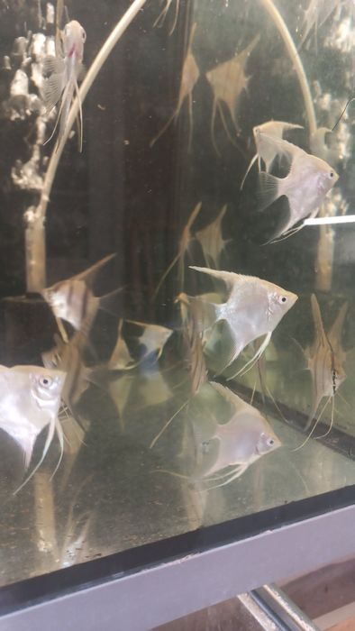 skalary własna hodowla