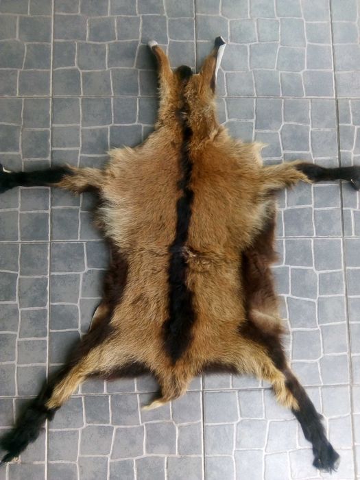 Pele de cabra anã, curtida