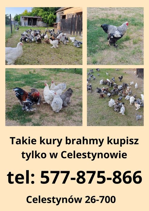 Kury brahmy 100zl
