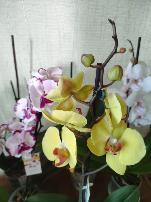 Орхидеи в подарок