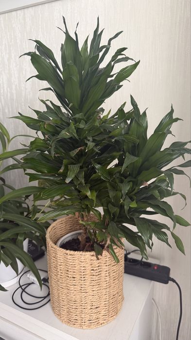 драцена компактна Dracaena Compacta