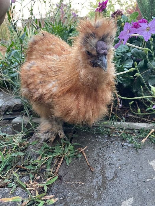 Продам петушков китайских шелковых.