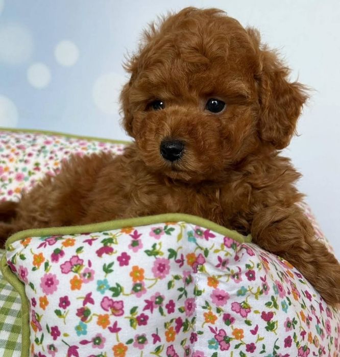 Гарний малиш той пудель .