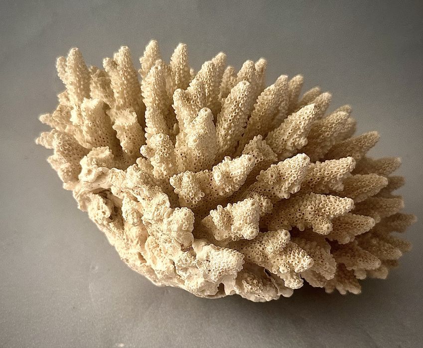 Coral antigo  Acropora Humilis .