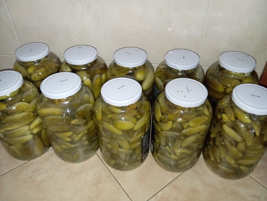 Domowe ogórki kiszone ekologiczne 100%