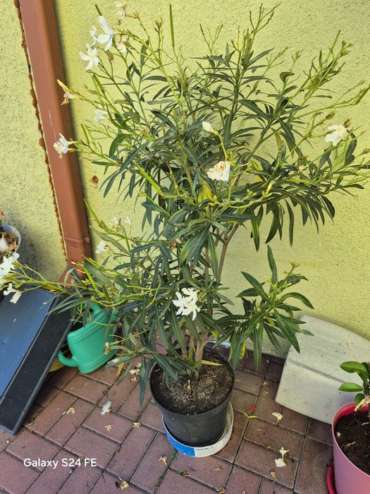 Oleander bialÿ , czerwony