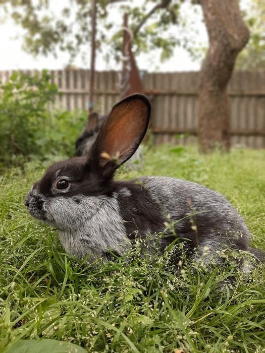 Пропонуємо кролів