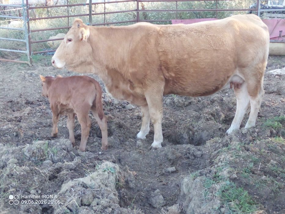 Vacas cheias, Angus, limousine e charolesas