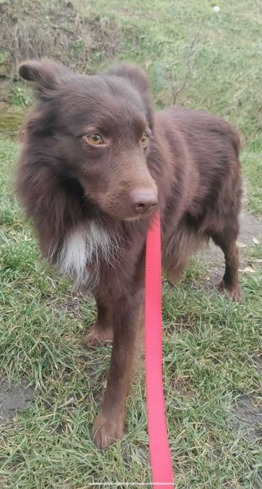 Молодой пёсик в хорошие руки