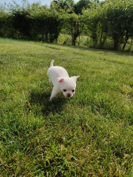Piesek Chihuahua