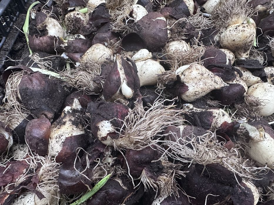 Цибулини тюльпанів після вигонки