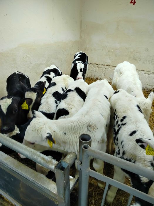 Byczki byczek ciele cielaki HF