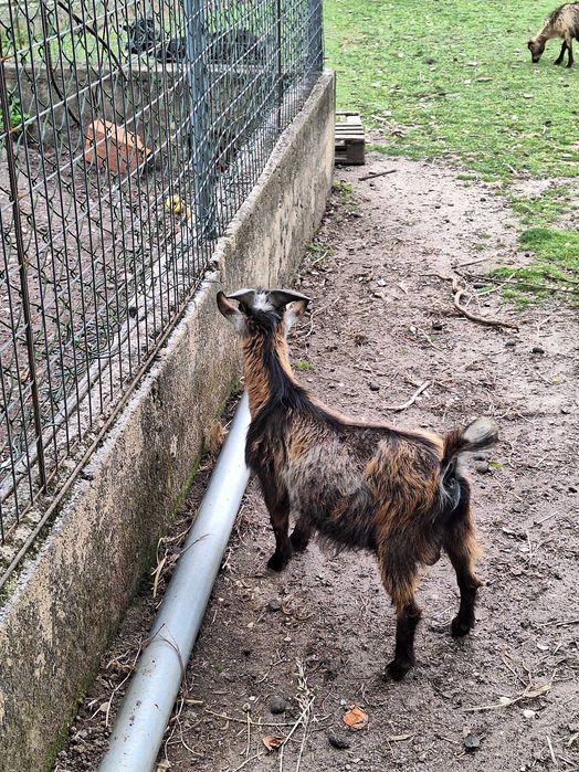 Chibo anão com 1 anoa