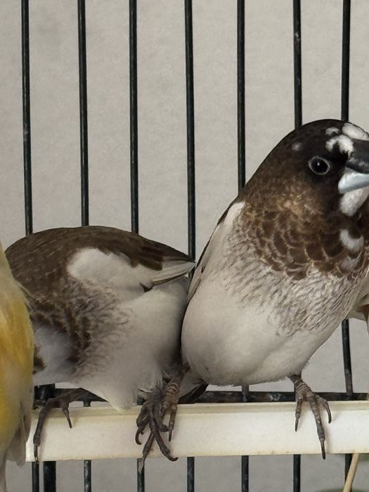 Bengalins - aves