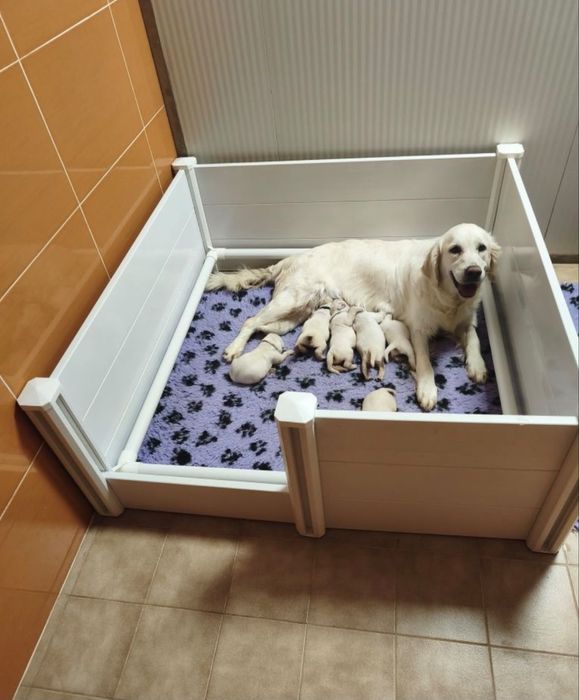 Doação de cachorro Golden