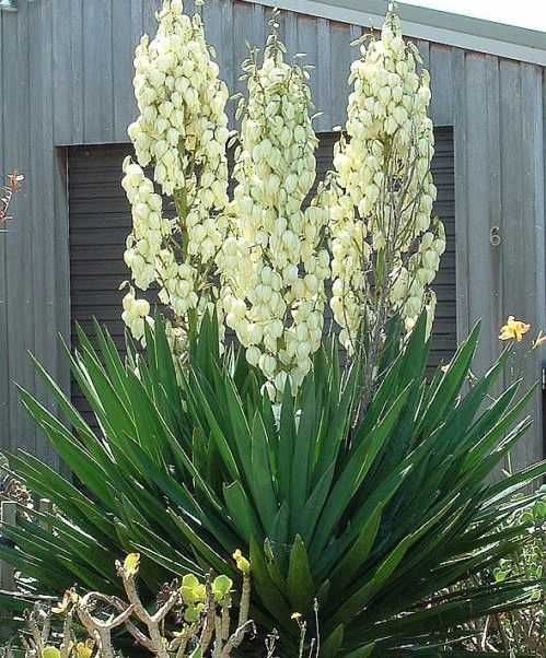 JUKA KORALIŃSKA Piękna Sadzonka 3 letnia YUCCA