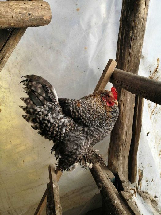 Продам петушків кохінхінів