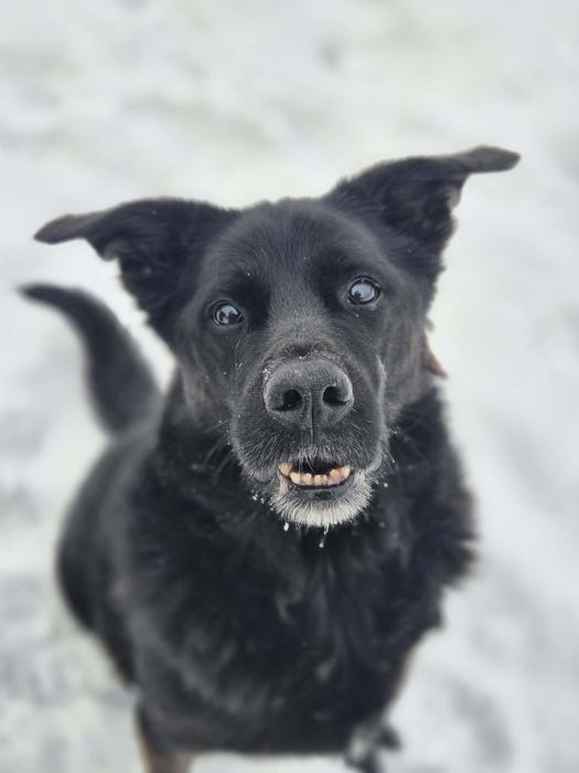 Melo szuka swojego człowieka