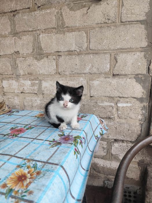 Милые котята в добрые руки!