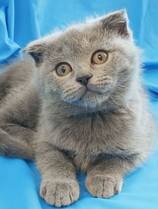 Шотландській скотіш фолд хлопчик