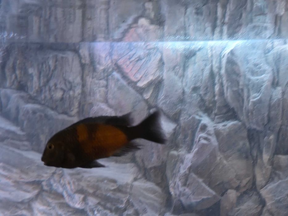 Tropheus black bulu