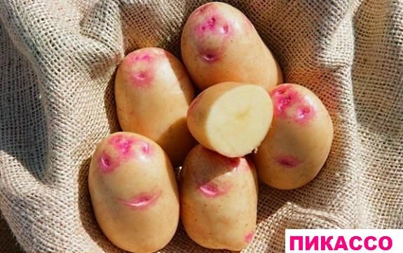 Продам картошку на посадку