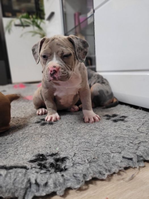 American bully suczka blu merle