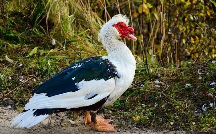 Продам своих индоуток домашних