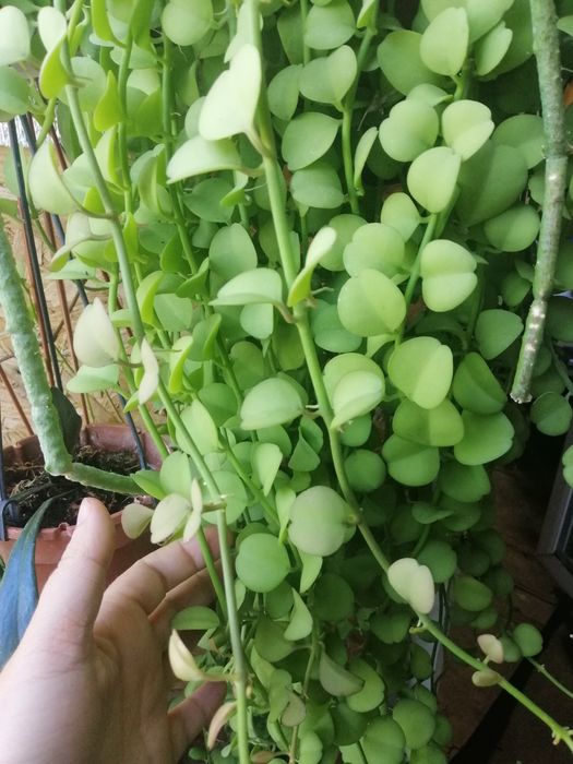 Дисхідія Apple leaf