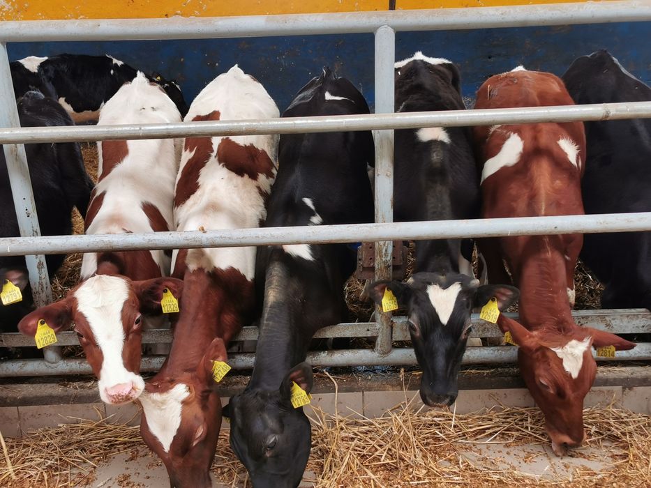 Byczki, Jalowki startery samodzielne